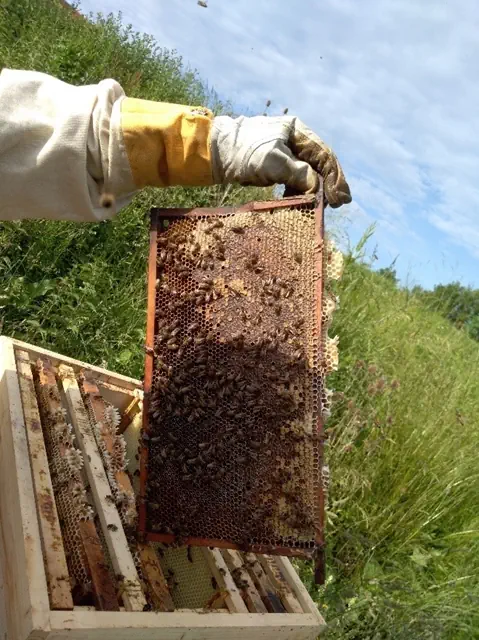 Schulgarten Bienen